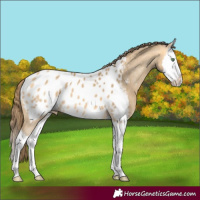 Horse Color:Amber Cream Champagne Splash Near Leopard 