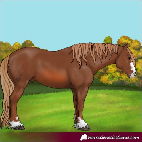 Horse Color:Chestnut 
