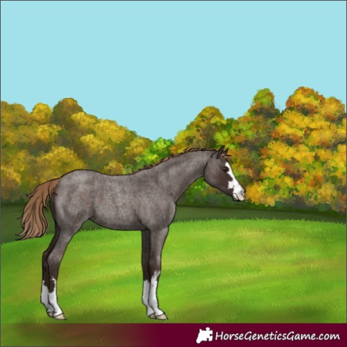 Horse Color:Liver Red Roan 