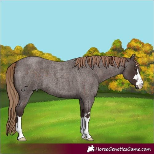 Horse Color:Liver Red Roan