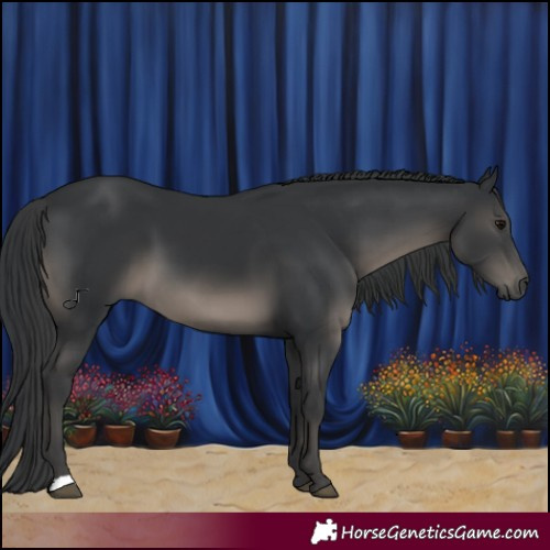 Horse Color:Black 