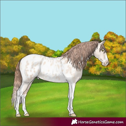 Horse Color:Gold Champagne Roan Dun Splash Tobiano Frame Appaloosa Rabicano