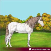 Horse Color:Gold Champagne Roan Dun Splash Tobiano Frame Blanket Rabicano 