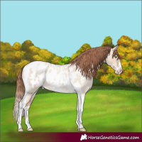 Horse Color:Gold Champagne Roan Dun Splash Tobiano Frame Appaloosa Rabicano 