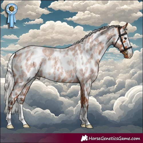 Horse Color:Silver Bay Roan Skewed Appaloosa 