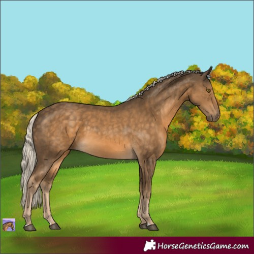 Horse Color:Chocolate Palomino 