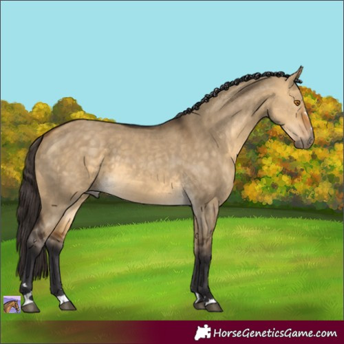 Horse Color:Buckskin Dun