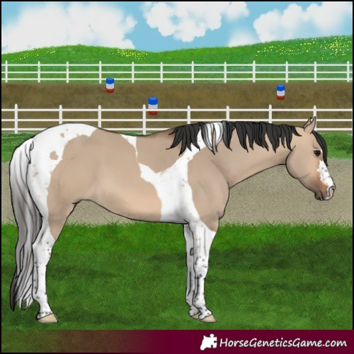 Horse Color:Bay Dun Tobiano