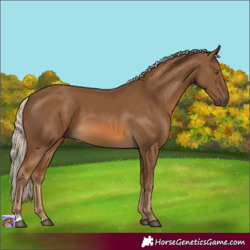 Horse Color:Chocolate Palomino 