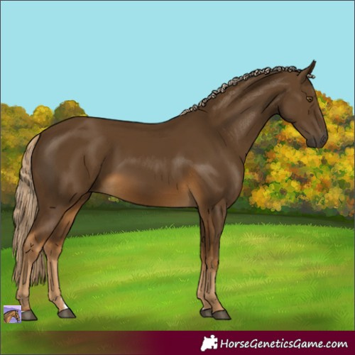 Horse Color:Chocolate Palomino Rabicano