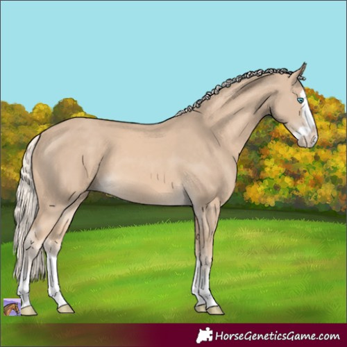 Horse Color:Cremello Splash