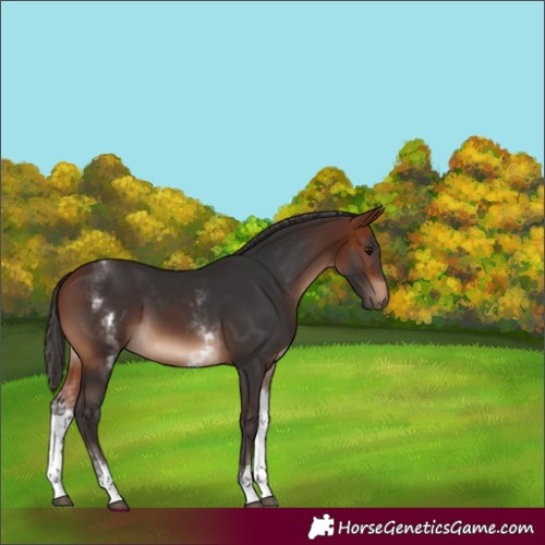 Horse Color:White Spotted Bay