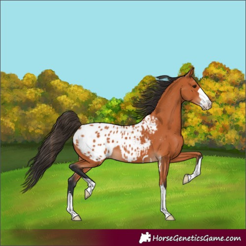 Horse Color:Bay Appaloosa