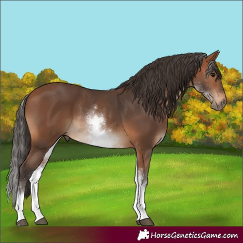 Horse Color:White Spotted Bay Rabicano