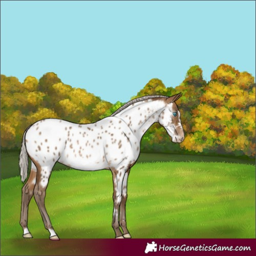 Horse Color:Gray Silver Buckskin Pearl Frame Near Leopard 