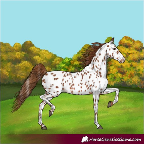 Horse Color:Chestnut Appaloosa