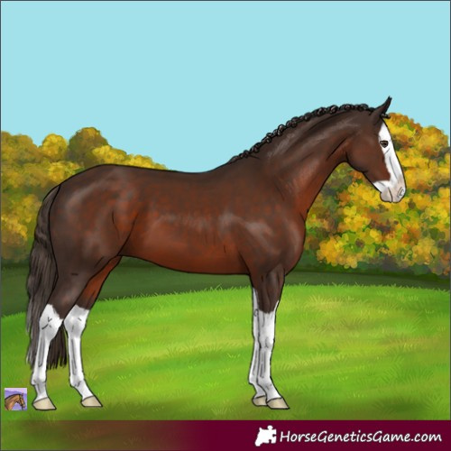 Horse Color:Liver Chestnut Splash 