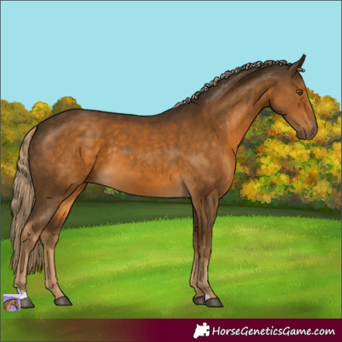 Horse Color:Chocolate Palomino 