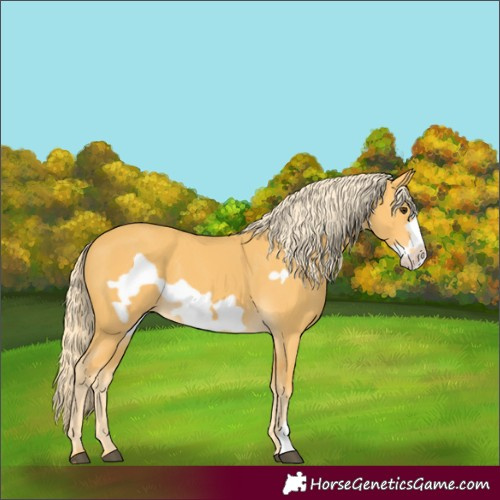 Horse Color:Palomino Frame 