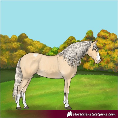 Horse Color:Palomino Appaloosa 