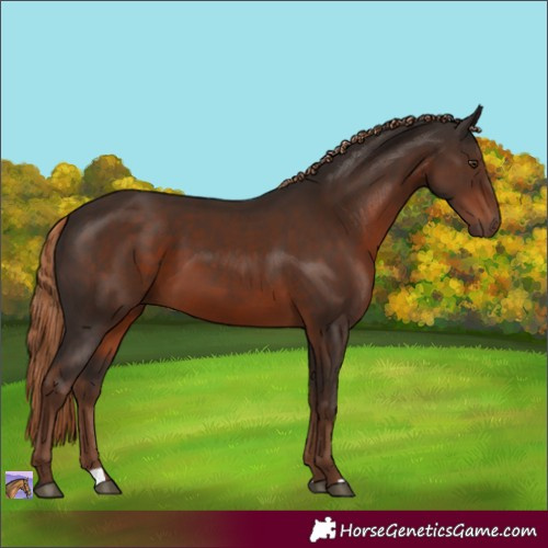 Horse Color:Liver Chestnut 