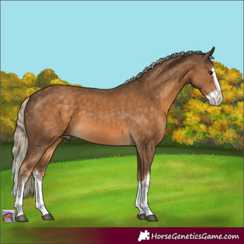Horse Color:White Spotted Chocolate Palomino Splash 