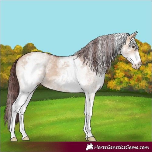 Horse Color:White Spotted Chocolate Bay Dun Rabicano 