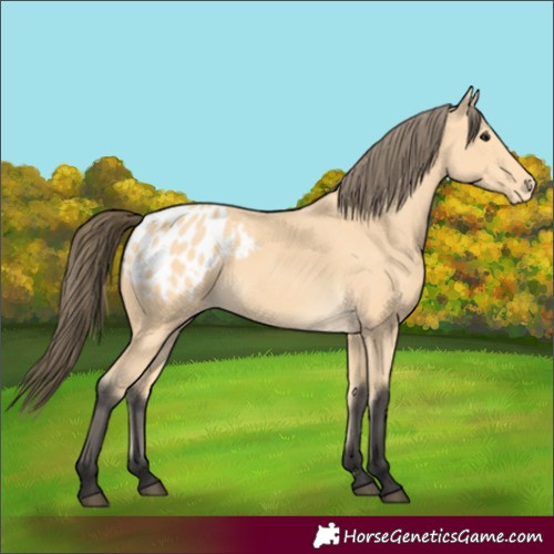 Horse Color:Buckskin Appaloosa 