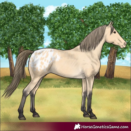 Horse Color:Buckskin Blanket 