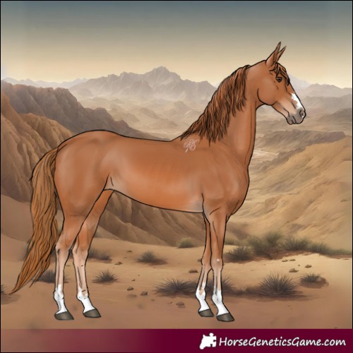 Horse Color:Chestnut 