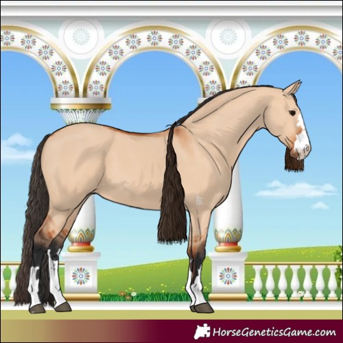 Horse Color:Bay Dun 