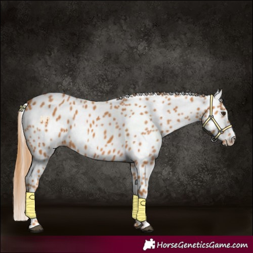 Horse Color:Chestnut Appaloosa 