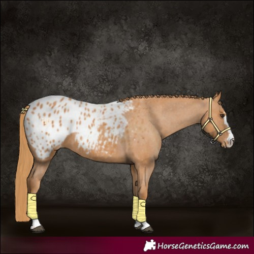 Horse Color:Chestnut Appaloosa 