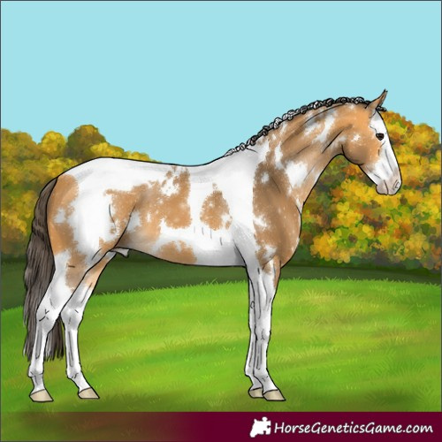 Horse Color:White Spotted Buckskin Splash Tobiano
