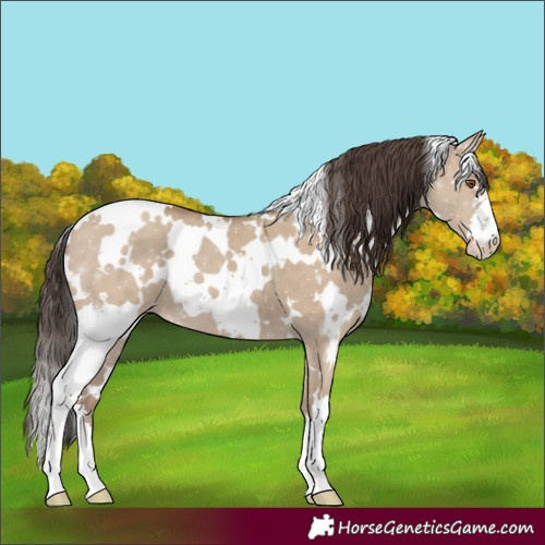Horse Color:White Spotted Classic Champagne Dun
