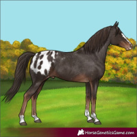 Horse Color:Liver Chestnut Appaloosa 