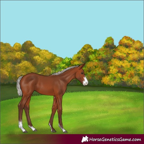 Horse Color:Silver Brown Sabino 