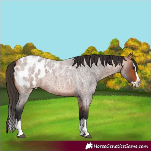 Horse Color:Bay Roan Splash Appaloosa 