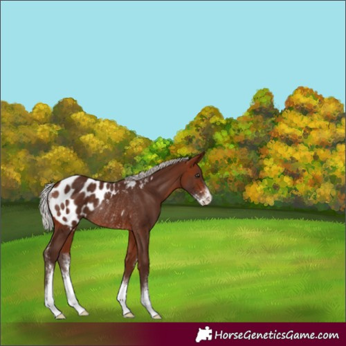 Horse Color:Silver Brown Sabino Appaloosa Rabicano