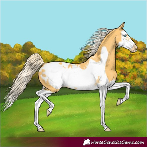 Horse Color:Palomino Splash Frame Appaloosa