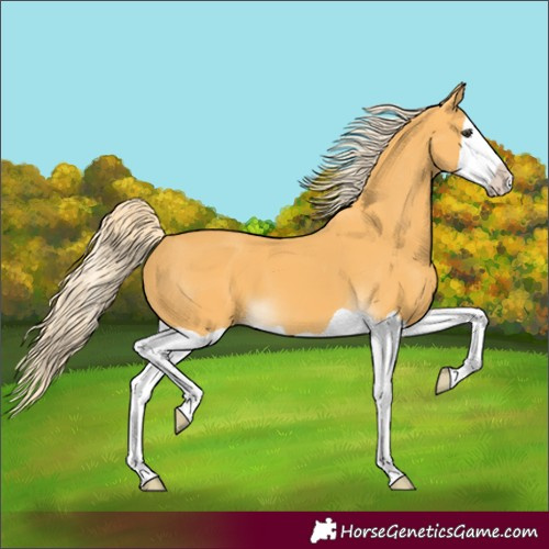 Horse Color:Palomino Splash 