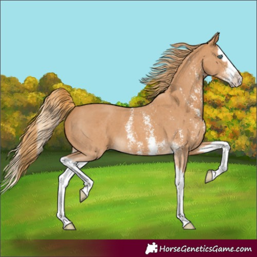 Horse Color:Chestnut Sabino Splash 