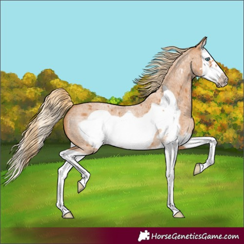 Horse Color:Red Roan Splash Frame 