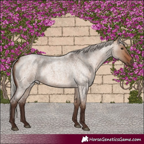 Horse Color:Silver Brown Roan Dun