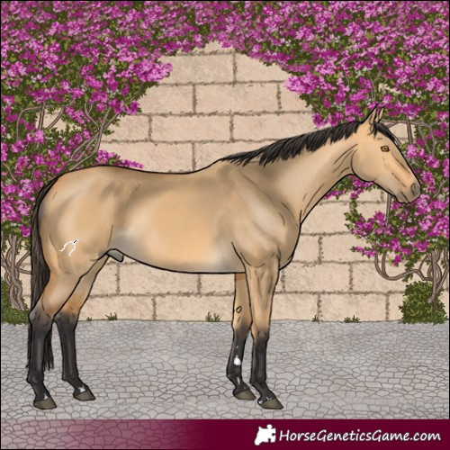 Horse Color:Buckskin Dun 