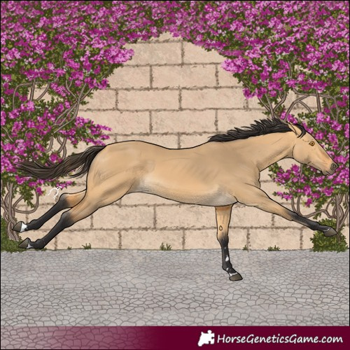 Horse Color:Buckskin Dun