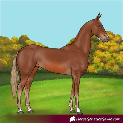 Horse Color:Chestnut 