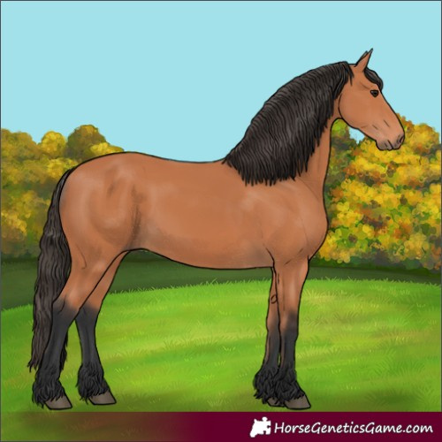 Horse Color:Bay 