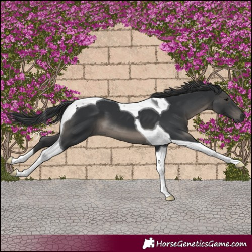 Horse Color:Black Tobiano 