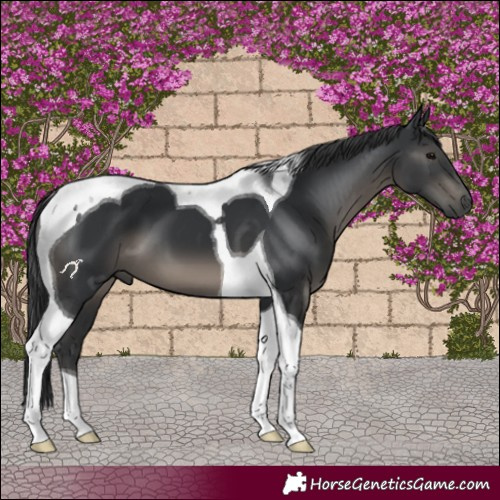Horse Color:Black Tobiano 